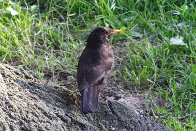 A Blackbird