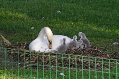 Mother and children