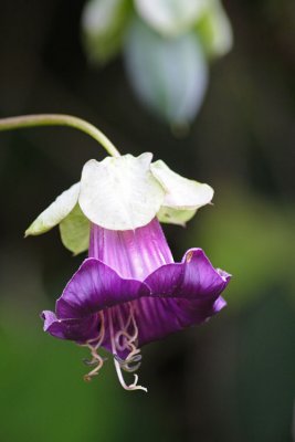 Orchide in La Tigra national park