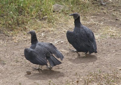 Black vultures spreading their wings