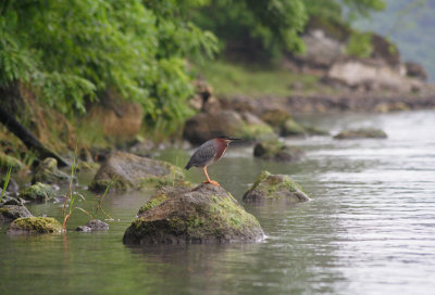 Laguna de Apoyo - a green heron