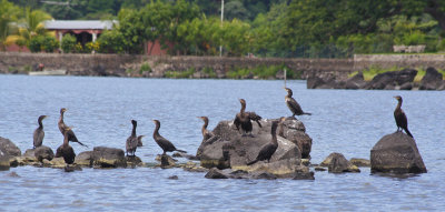Cormorant haven
