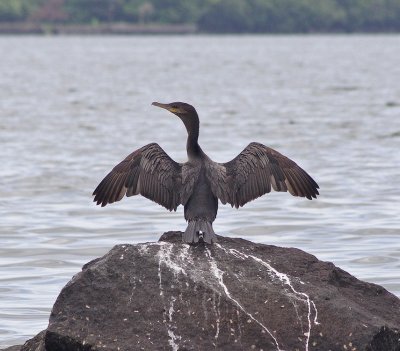 A cormorant drying its wings