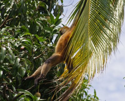 Doing a 'Tarzan' for some fruit