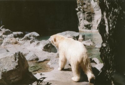 Polar Bear at Roger Williams Park Zoo