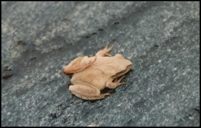 Toad back
