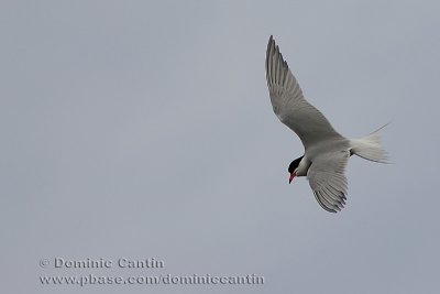 Sterne Pierregarin / Common Tern