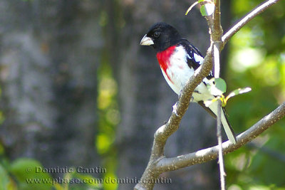 Cardinal  poitrine rose / Rose-breasted Grosbeak