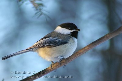 Msange Ette noire / Black-capped Chickadee