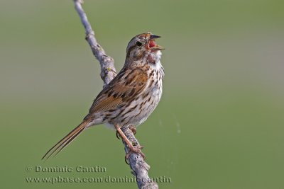 Bruant Chanteur / Song Sparrow