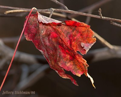 DSC_0951a.jpg