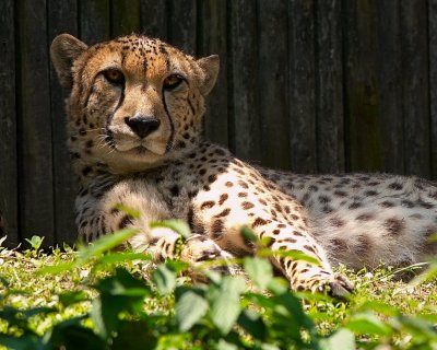 Cheeta 2007
