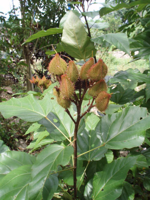 Achiote Plant