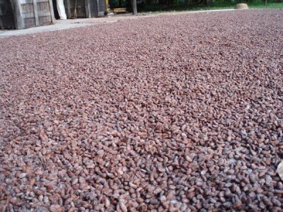 Cacao Beans Drying