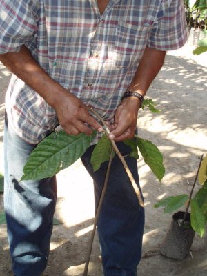 Graft Cacao