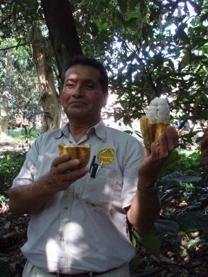 Raw Cacao Pod