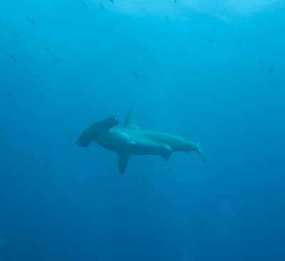 Galapagos 06 107.jpg