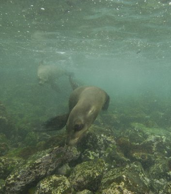 Galapagos 06 129.jpg