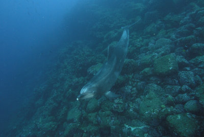 Galapagos 06 60.jpg