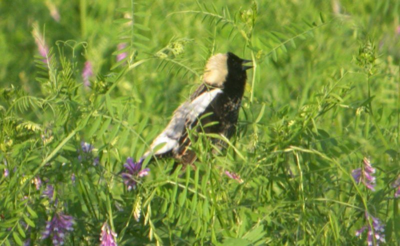 Bobolink