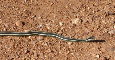 Garter snake