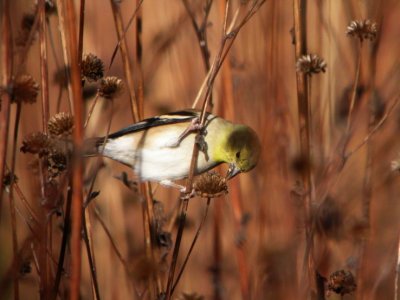 American Goldfinch