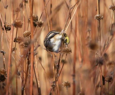 American Goldfinch