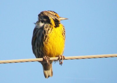 Western Meadowlark