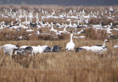 Snow Geese