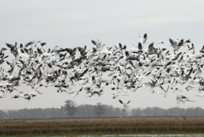 Snow Geese