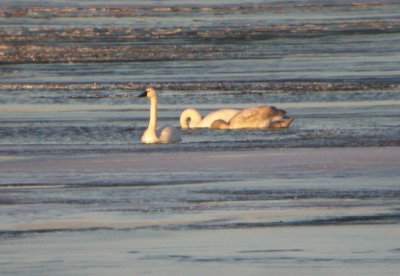 Tundra Swan