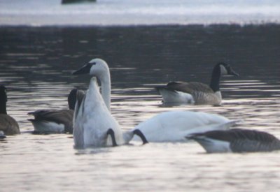 Tundra Swan