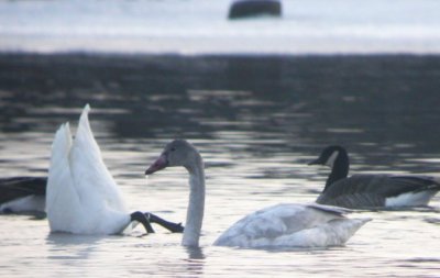 Tundra Swan