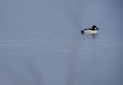 Common Goldeneye