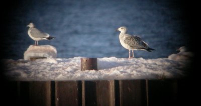 Great Black-backed Gull 