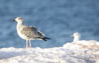 Great Black-backed Gull 