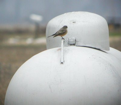 Say's Phoebe