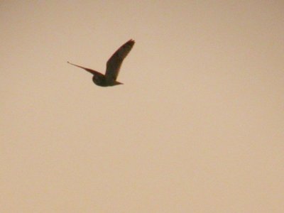 Short-eared Owl