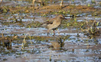 Rusty Blackbird