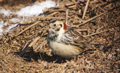 Lapland Longspur