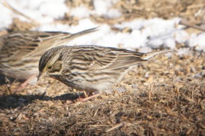 Savannah Sparrow