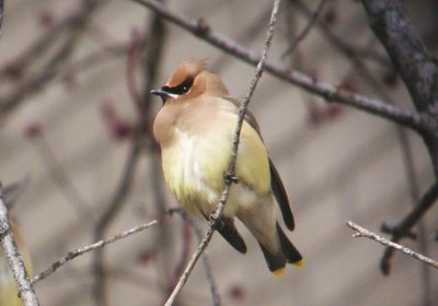 Cedar Waxwing