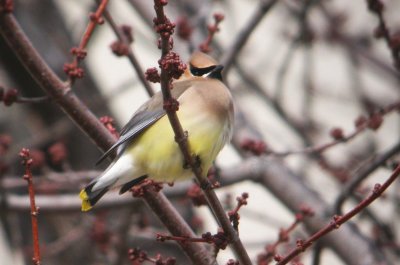 Cedar Waxwing