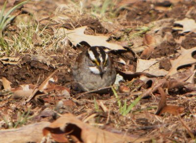 White-throated Sparrow