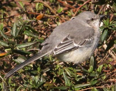 Northern Mockingbird