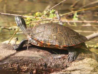 Eastern river cooter