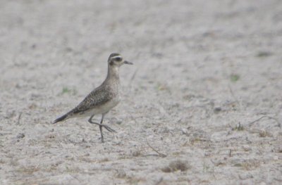 American Golden-Plover