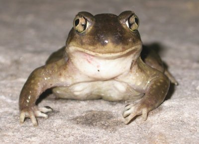 Herter's Spadefoot