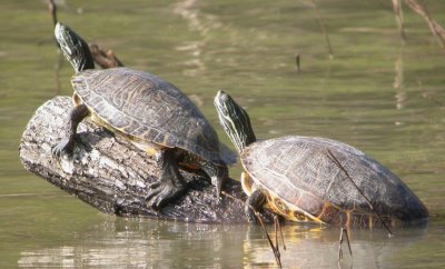 Eastern river cooter