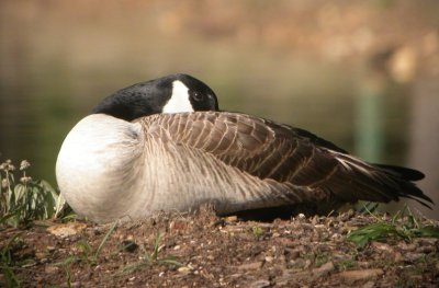 Canada Goose